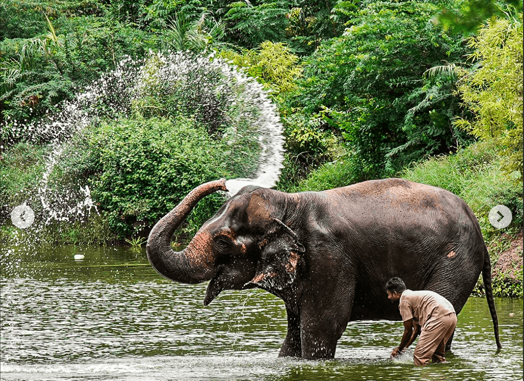Madhuri the elephant